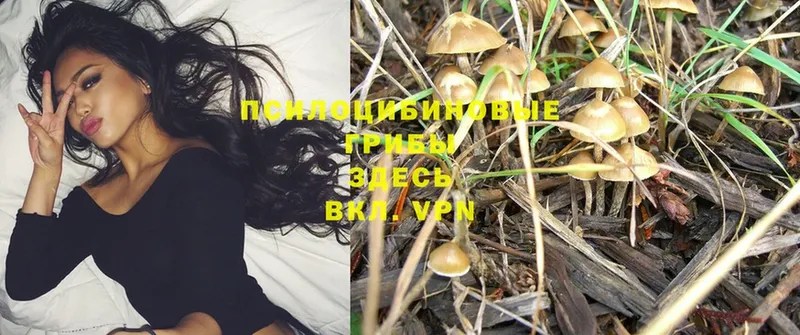 цены наркотик  Златоуст  Галлюциногенные грибы Psilocybe 